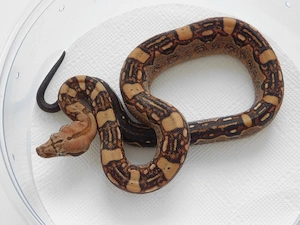 Aztec Blood VPI+ Projekt Boa constrictor imperator Jungtiere abzugeben!
