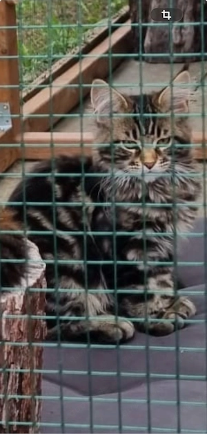 Maine Coon Reinrassig!Abholbereit Bild 7