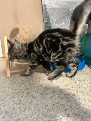 Maine Coon Reinrassig!Abholbereit Bild 6