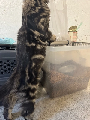 Maine Coon Reinrassig!Abholbereit Bild 4