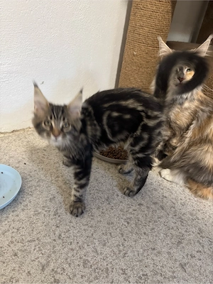 Maine Coon Reinrassig!Abholbereit
