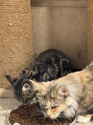 Maine Coon Reinrassig!Abholbereit Bild 5