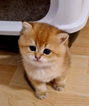 Bkh kitten Reinrassig mit Stammbaum 