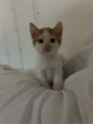 3 super süße kitten 