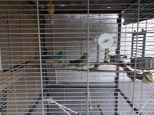 Singsittich 3 Vögel m w