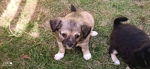 Reinrassige langhaar Chihuahua Welpen abzugeben, sehr seltene Farben - Jetzt vor reservieren 