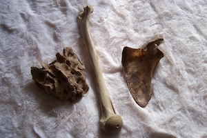 Echte Knochen, Kreuzbein, Schulterblatt und Oberschenkelknochen
