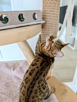 Bengal Kitten mit Stammbaum sucht ihr neues Zuhause