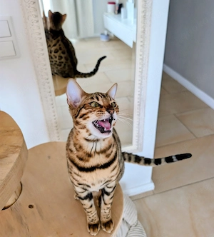 Bengal Kitten mit Stammbaum sucht ihr neues Zuhause