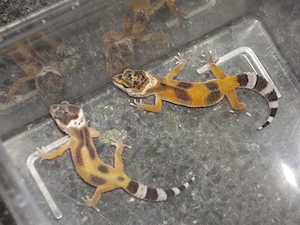 Leopardgecko. Nachzucht.