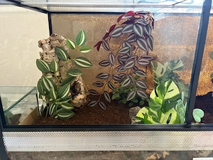 2 blaue ornament vogelspinne unbestimmt mit Terrarium