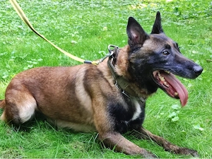 Belgische Schäferhund Welpen (Malinois) 8 Welpen suchen ein verantwortungsvolles Zuhause
