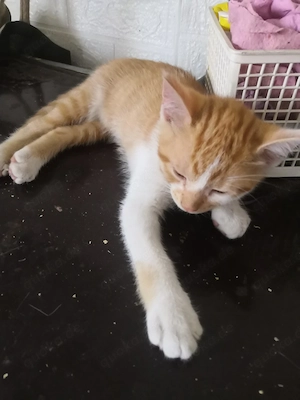 2 Katzenkkinder noch da Kitten. Süß 