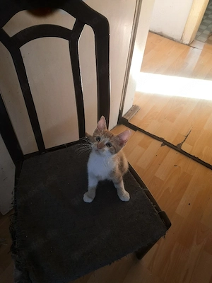 1 Kleiner Kater 3 Monate.Katzenkind, Kitten. 