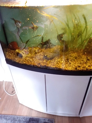 Aquarium zu verkaufen 