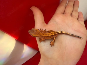 Kronengecko - Correlophus cilliatus 