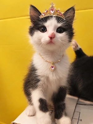Kitten Mix MainCoon EKH abgabebereit