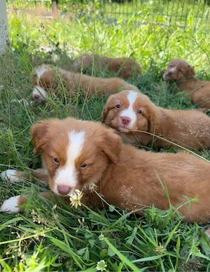 Nova Scotia Duck Tolling Retriever Welpen abzugeben
