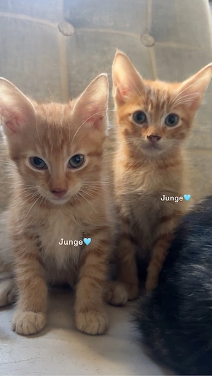 2 kleine kitten suchen noch ihr zuhause