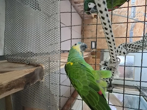 Papagei, Blaustirnamazon .Mit Herkunfstnachweis 