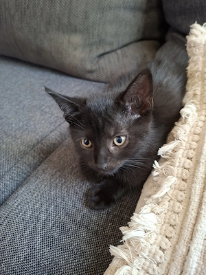 6 rabenschwarze Kater suchen ihr für immer Zuhause