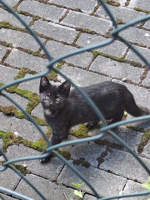 Katzenbabys 