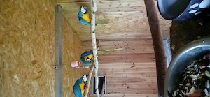 Verkaufe Gelbbrustaras 