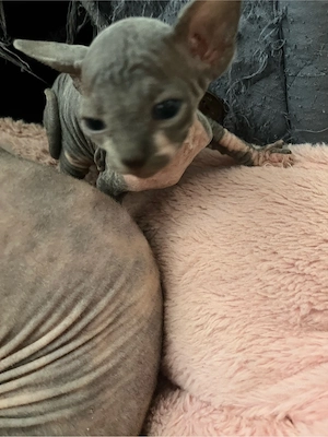 Canadian Sphynx Babys mit Tasthaare!