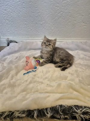 Perserbaby reinrassig