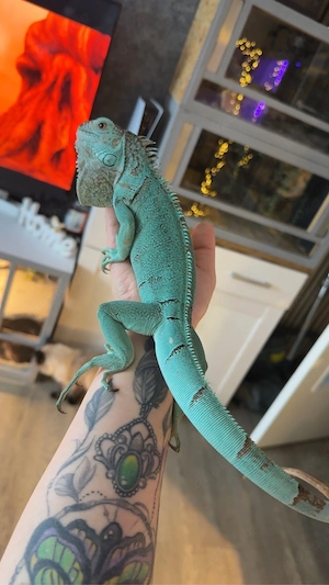 Leguan-Männchen abzugeben