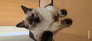 Reinrassige Ragdoll Kitten 