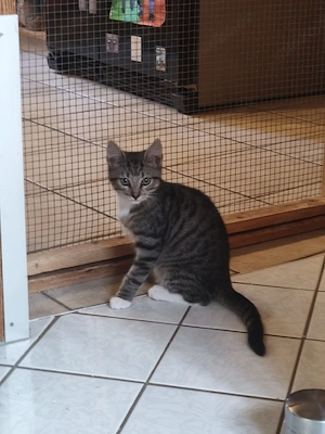 Babykatze, Katzenbaby, Kitten