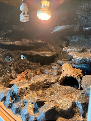 Leopardgecko-Weibchen mit Terrarium abzugeben