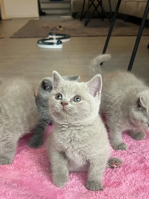 Reinrassige BKH Kitten mit Stammbaum (lilac & blue)