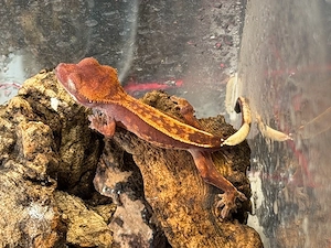 Rhacodactylus ciliatus