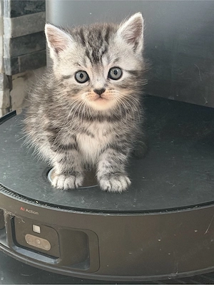 bkh kitten reinrassig auszug ca 1-2 wochen 