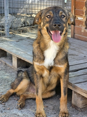Kato in Sascut