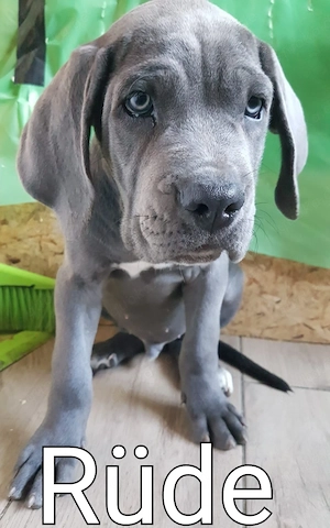 wir geben unsere cane corso Welpen ab. 