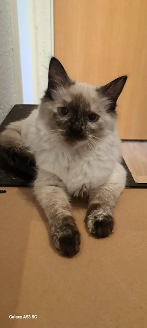 Reinrassige Ragdoll Kitten 