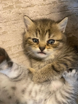 Britisch Kurzhaar Kitten Reinrassig
