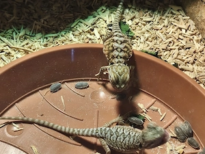 Farbbartagamen - pogona vitticeps 