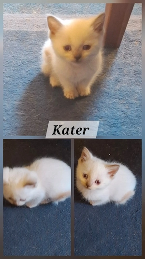 die letzten zwei kater 