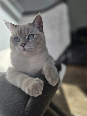 BKH Blupoint Kater