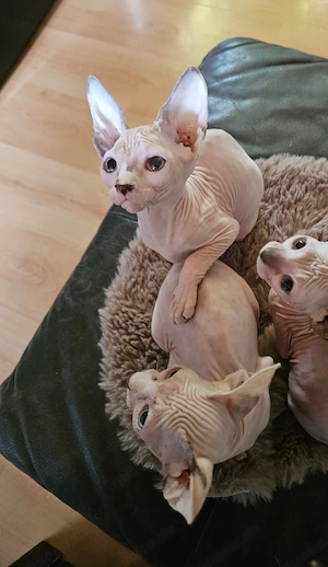Canadian Sphynx in liebevolle Hände abzugeben 