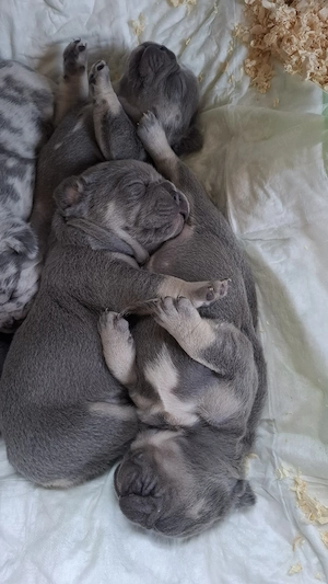 französische bulldogge welpen 