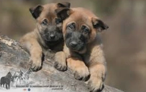 Suche Malinois Welpe