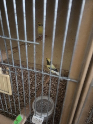 raza espanola 