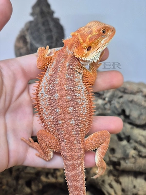 Bartagame (Pogona vitticeps) Männchen 