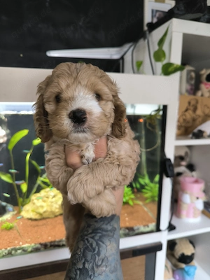Cockerpoo Rüden F1