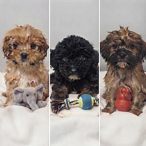 Mischlingswelpen ( Malteser & Shih Tzu )